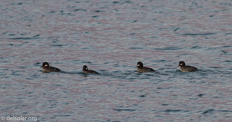 Canon EOS 7D  --  400 mm  --  EF400mm f/5.6L USM  