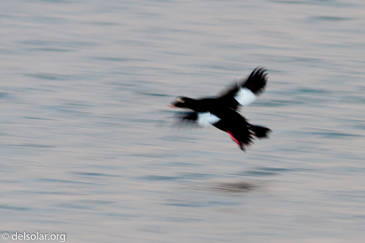 Canon EOS 7D  --  400 mm  --  EF400mm f/5.6L USM  