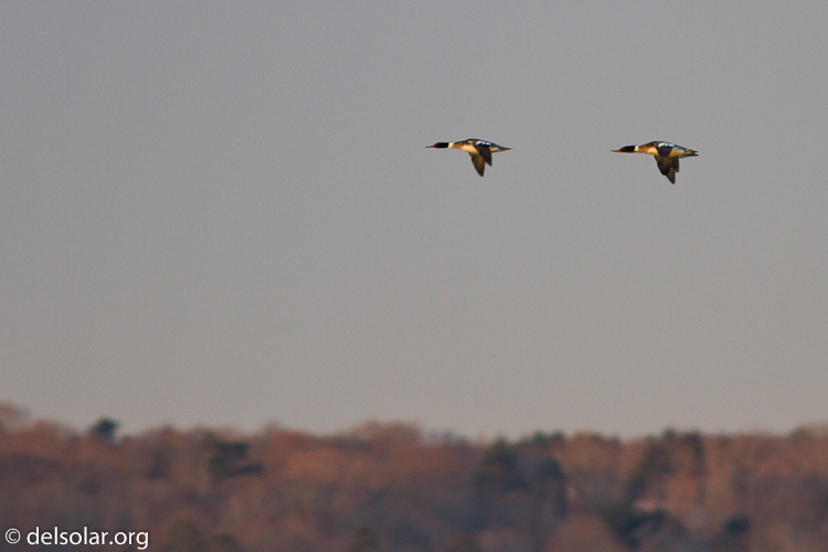 Canon EOS 7D  --  400 mm  --  EF400mm f/5.6L USM  