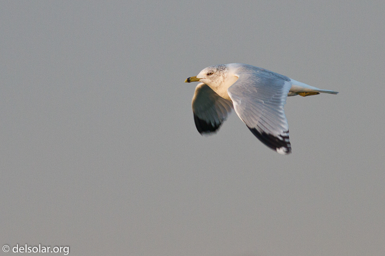 Canon EOS 7D  --  400 mm  --  EF400mm f/5.6L USM  