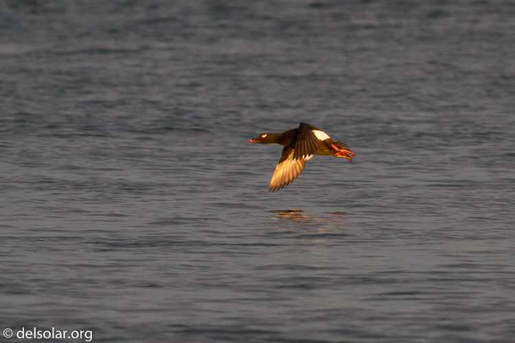 Canon EOS 7D  --  400 mm  --  EF400mm f/5.6L USM  