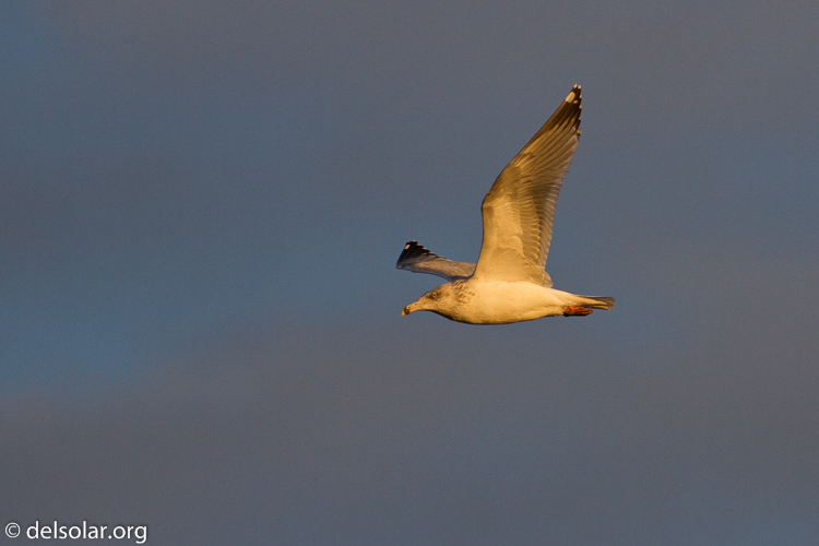 Canon EOS 7D  --  400 mm  --  EF400mm f/5.6L USM  