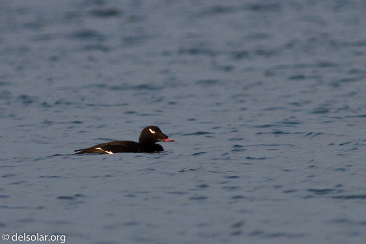 Canon EOS 7D  --  400 mm  --  EF400mm f/5.6L USM  