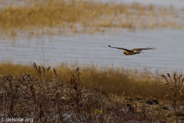 Canon EOS 7D  --  400 mm  --  EF400mm f/5.6L USM  