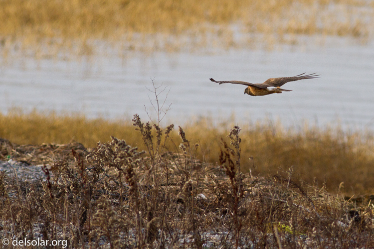 Canon EOS 7D  --  400 mm  --  EF400mm f/5.6L USM  