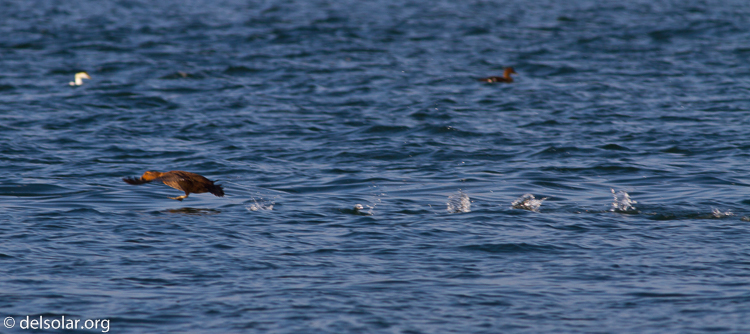 Canon EOS 7D  --  400 mm  --  EF400mm f/5.6L USM  