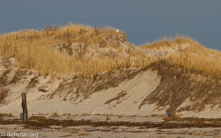 Canon EOS 7D  --  400 mm  --  EF400mm f/5.6L USM  