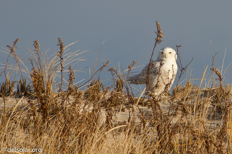 Canon EOS 7D  --  400 mm  --  EF400mm f/5.6L USM  