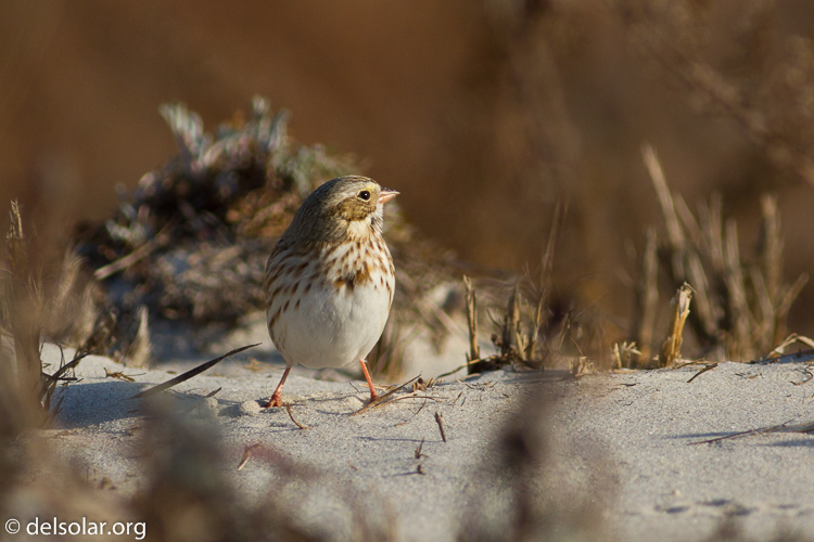 Canon EOS 7D  --  400 mm  --  EF400mm f/5.6L USM  