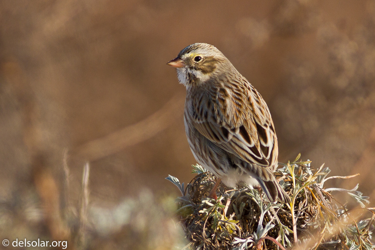Canon EOS 7D  --  400 mm  --  EF400mm f/5.6L USM  