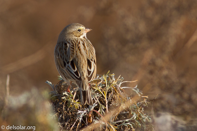Canon EOS 7D  --  400 mm  --  EF400mm f/5.6L USM  