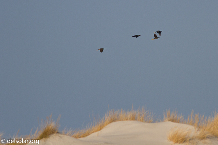 Canon EOS 7D  --  400 mm  --  EF400mm f/5.6L USM  