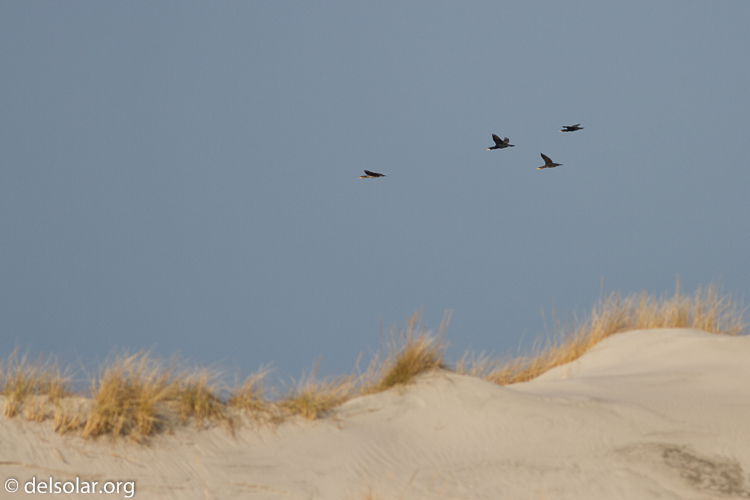 Canon EOS 7D  --  400 mm  --  EF400mm f/5.6L USM  