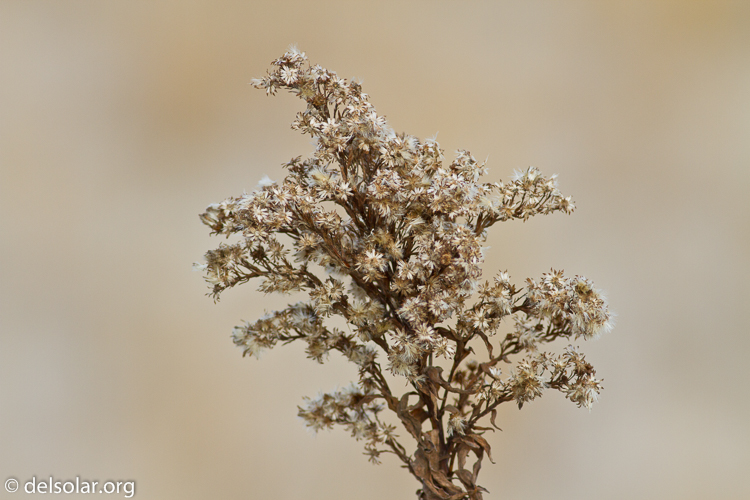 Canon EOS 7D  --  400 mm  --  EF400mm f/5.6L USM  