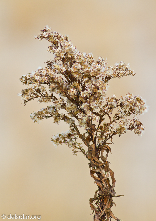 Canon EOS 7D  --  400 mm  --  EF400mm f/5.6L USM  