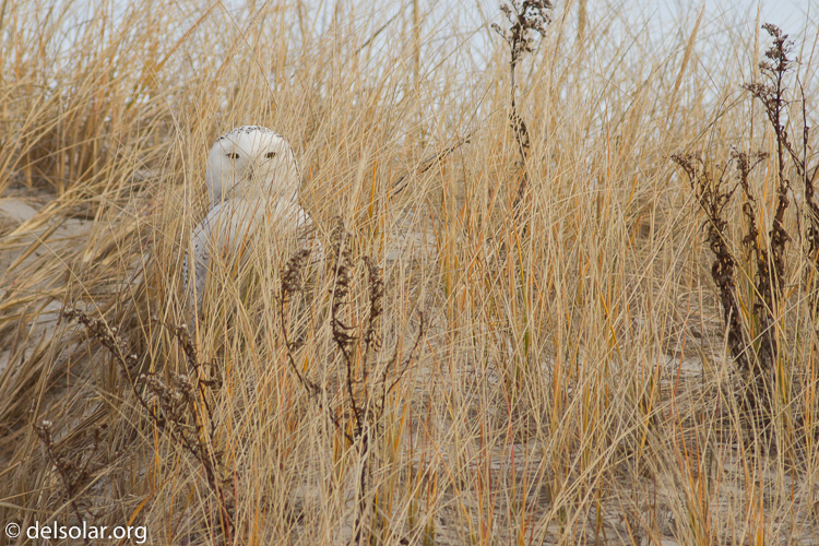 Canon EOS 7D  --  400 mm  --  EF400mm f/5.6L USM  