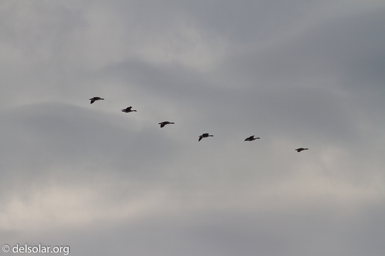 Canon EOS 7D  --  400 mm  --  EF400mm f/5.6L USM  