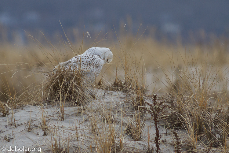 Canon EOS 7D  --  400 mm  --  EF400mm f/5.6L USM  