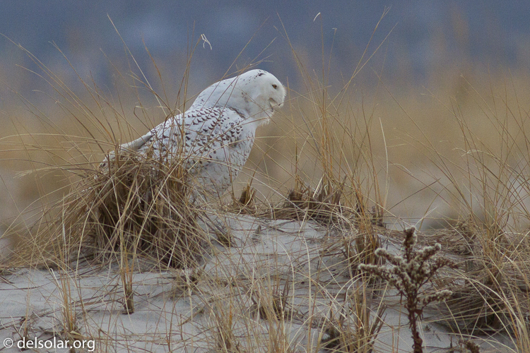 Canon EOS 7D  --  400 mm  --  EF400mm f/5.6L USM  