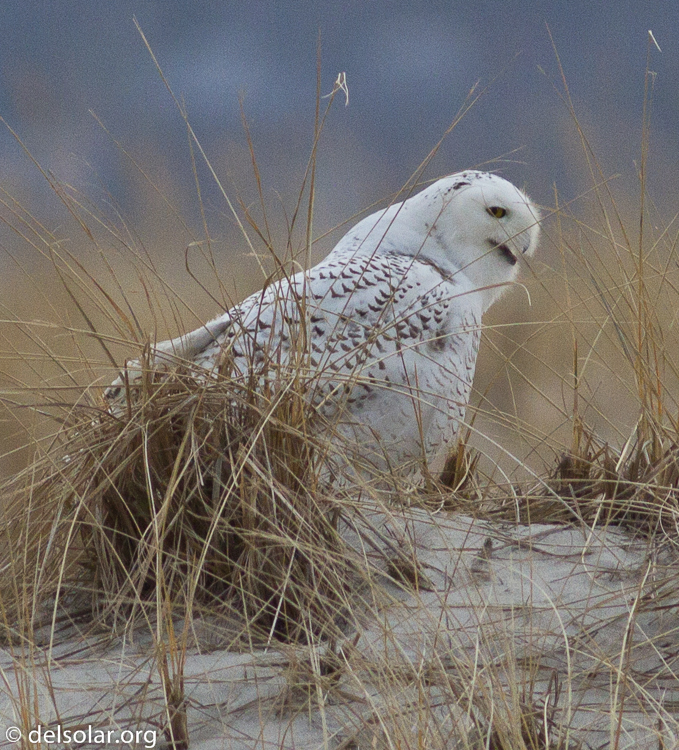 Canon EOS 7D  --  400 mm  --  EF400mm f/5.6L USM  