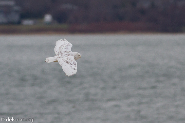 Canon EOS 7D  --  400 mm  --  EF400mm f/5.6L USM  