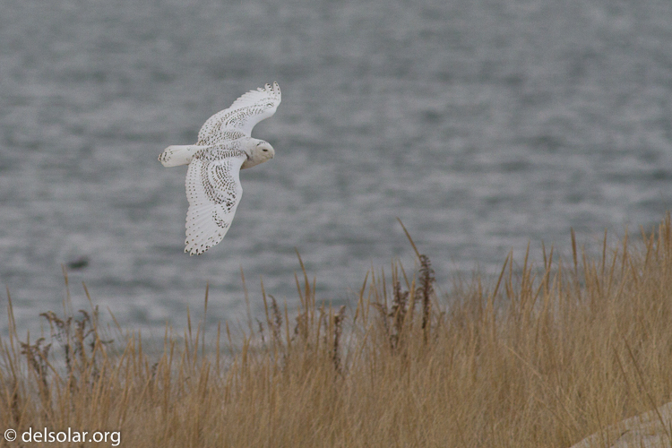 Canon EOS 7D  --  400 mm  --  EF400mm f/5.6L USM  