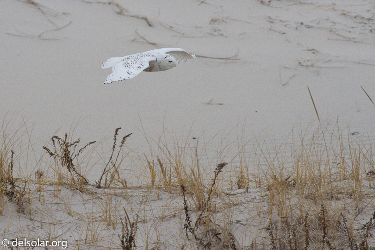 Canon EOS 7D  --  400 mm  --  EF400mm f/5.6L USM  