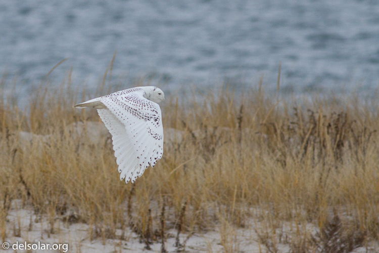 Canon EOS 7D  --  400 mm  --  EF400mm f/5.6L USM  