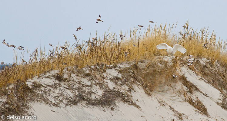 Canon EOS 7D  --  400 mm  --  EF400mm f/5.6L USM  