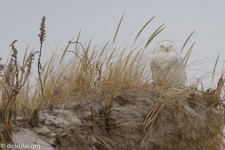 Canon EOS 7D  --  400 mm  --  EF400mm f/5.6L USM  