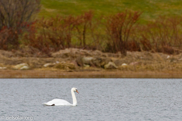 Canon EOS 7D  --  500 mm  --  EF500mm f/4L IS USM  