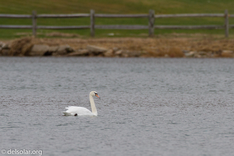 Canon EOS 7D  --  500 mm  --  EF500mm f/4L IS USM  