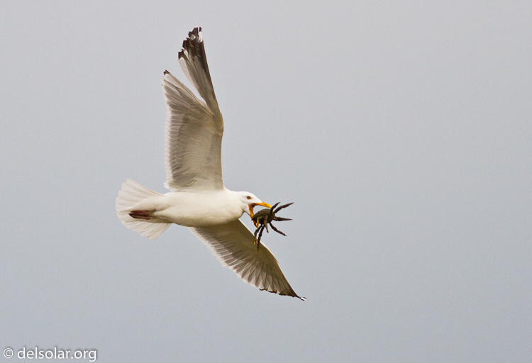 Canon EOS 7D  --  400 mm  --  EF400mm f/5.6L USM  