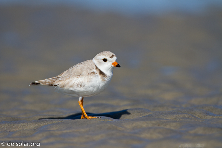 Canon EOS 7D  --  500 mm  --  EF500mm f/4L IS USM  