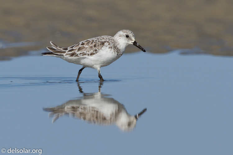 Canon EOS 7D  --  500 mm  --  EF500mm f/4L IS USM  