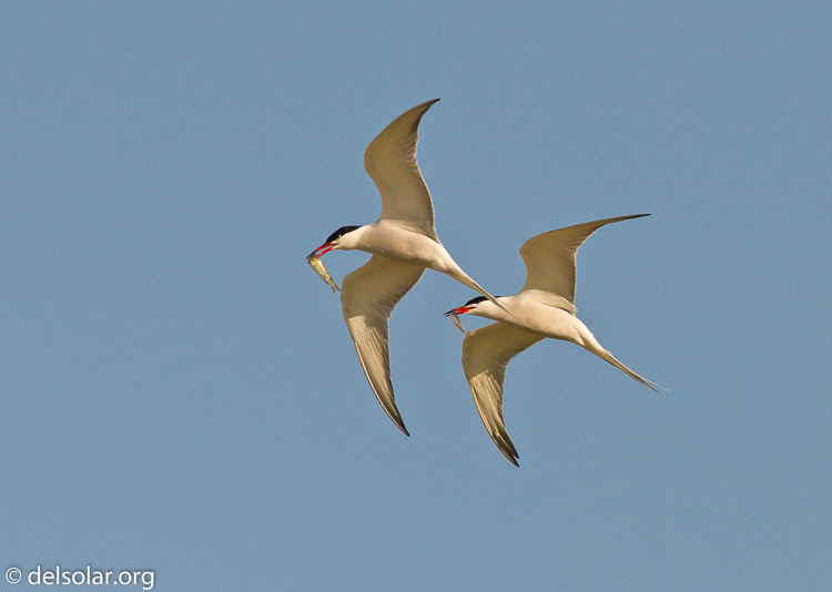 Canon EOS 7D  --  500 mm  --  EF500mm f/4L IS USM  