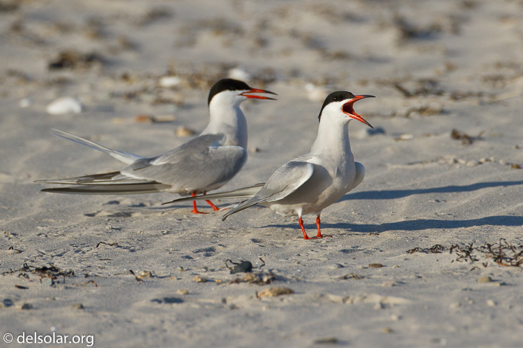 Canon EOS 7D  --  500 mm  --  EF500mm f/4L IS USM  