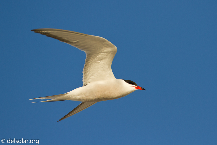 Canon EOS 7D  --  500 mm  --  EF500mm f/4L IS USM  