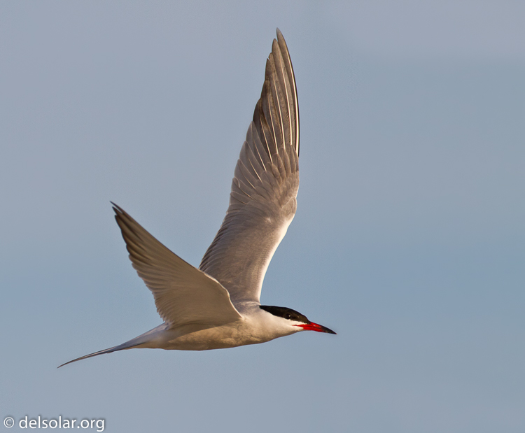 Canon EOS 7D  --  500 mm  --  EF500mm f/4L IS USM  