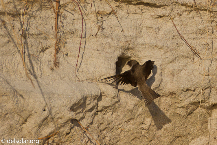 Canon EOS 7D  --  500 mm  --  EF500mm f/4L IS USM  