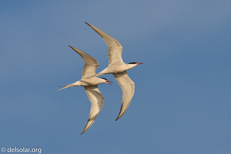 Canon EOS 7D  --  500 mm  --  EF500mm f/4L IS USM  