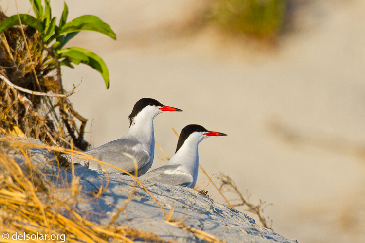 Canon EOS 7D  --  500 mm  --  EF500mm f/4L IS USM  