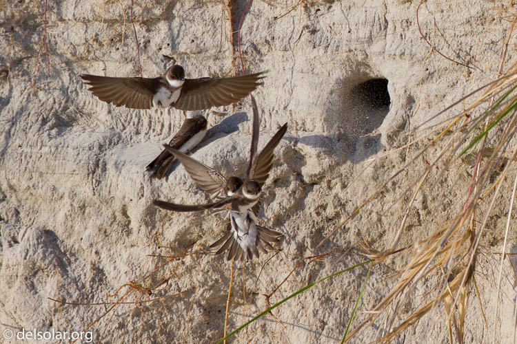 Canon EOS 7D  --  500 mm  --  EF500mm f/4L IS USM  