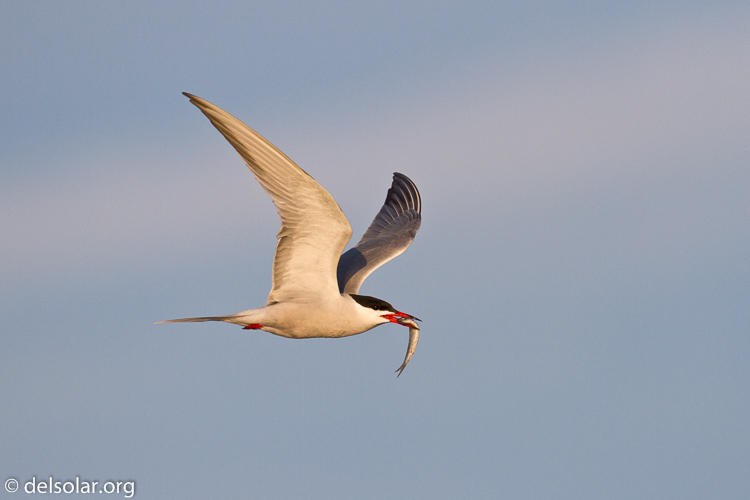 Canon EOS 7D  --  500 mm  --  EF500mm f/4L IS USM  