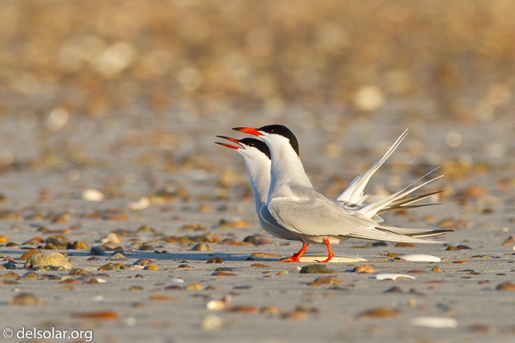 Canon EOS 7D  --  500 mm  --  EF500mm f/4L IS USM  