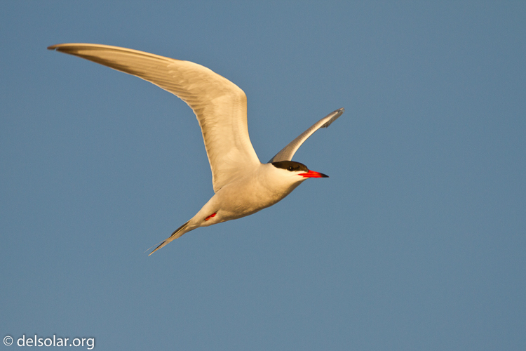 Canon EOS 7D  --  500 mm  --  EF500mm f/4L IS USM  