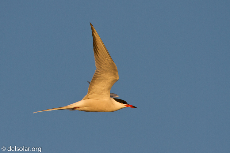 Canon EOS 7D  --  500 mm  --  EF500mm f/4L IS USM  