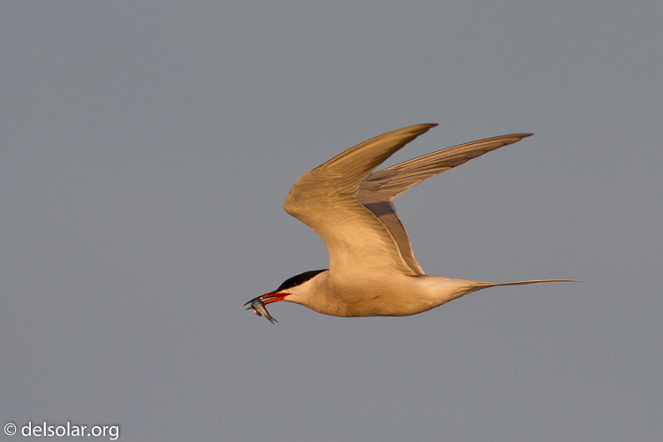 Canon EOS 7D  --  500 mm  --  EF500mm f/4L IS USM  