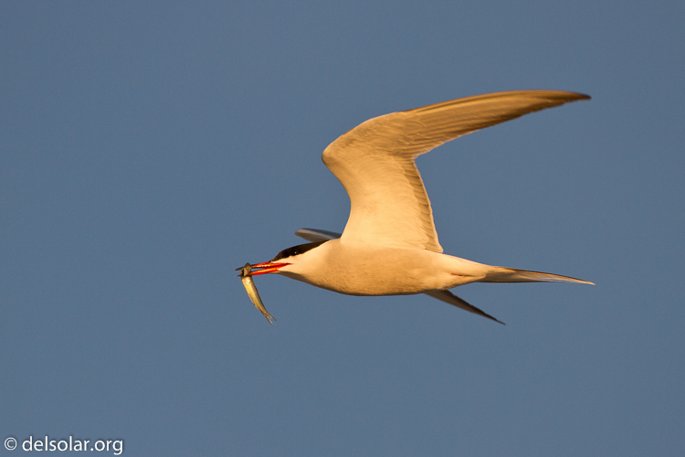 Canon EOS 7D  --  500 mm  --  EF500mm f/4L IS USM  