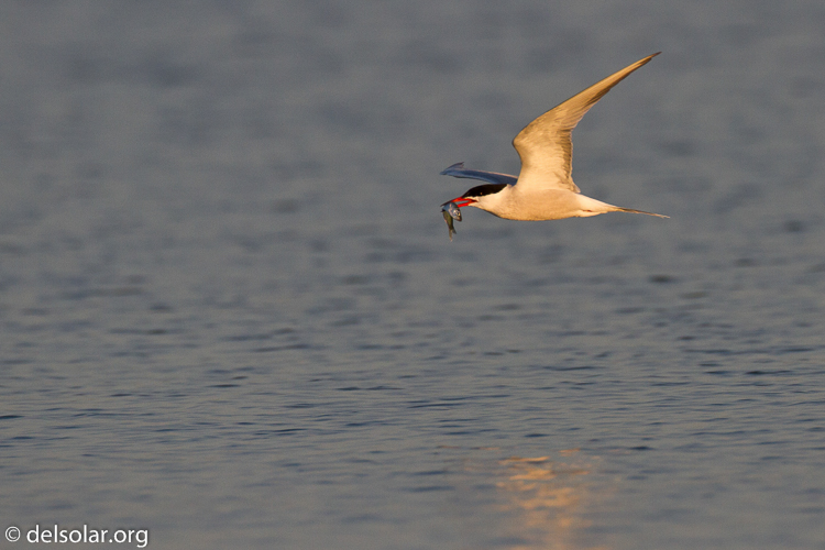 Canon EOS 7D  --  500 mm  --  EF500mm f/4L IS USM  